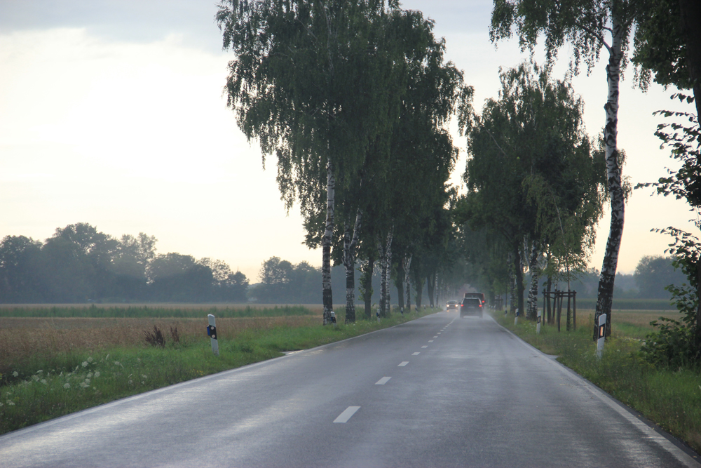 17 - Landstrasse_Allee_Baumallee_Strasse.JPG